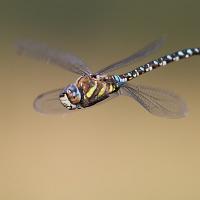 Migrant Hawker in flight 1 